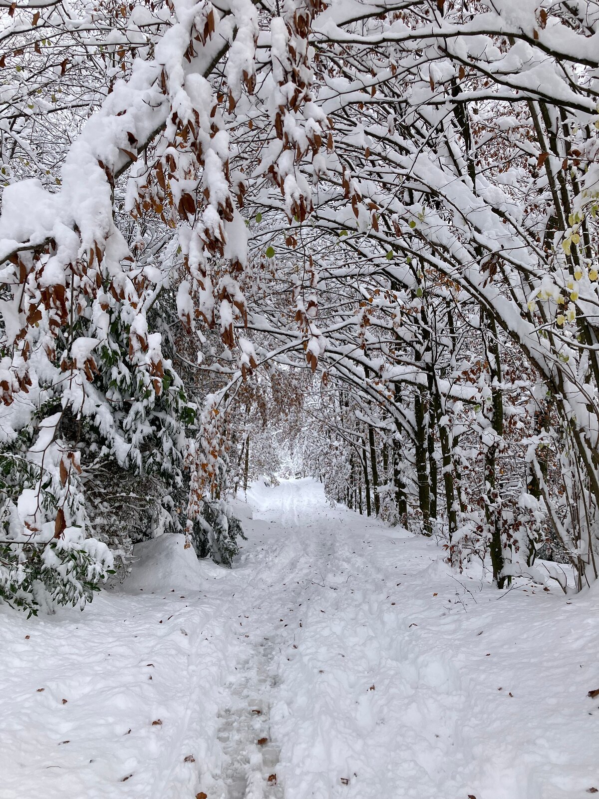 Wintereinbruch am 22. November 2024: Noch nie war in der Zentralschweiz so viel Schnee gemessen worden.